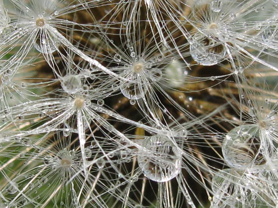 Pusteblume mit Wassertropfen
